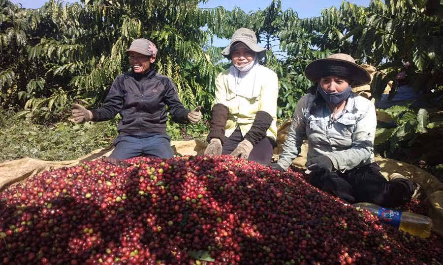 Nông dân tích trữ cà phê chờ được giá. Ảnh: Ngọc Thu