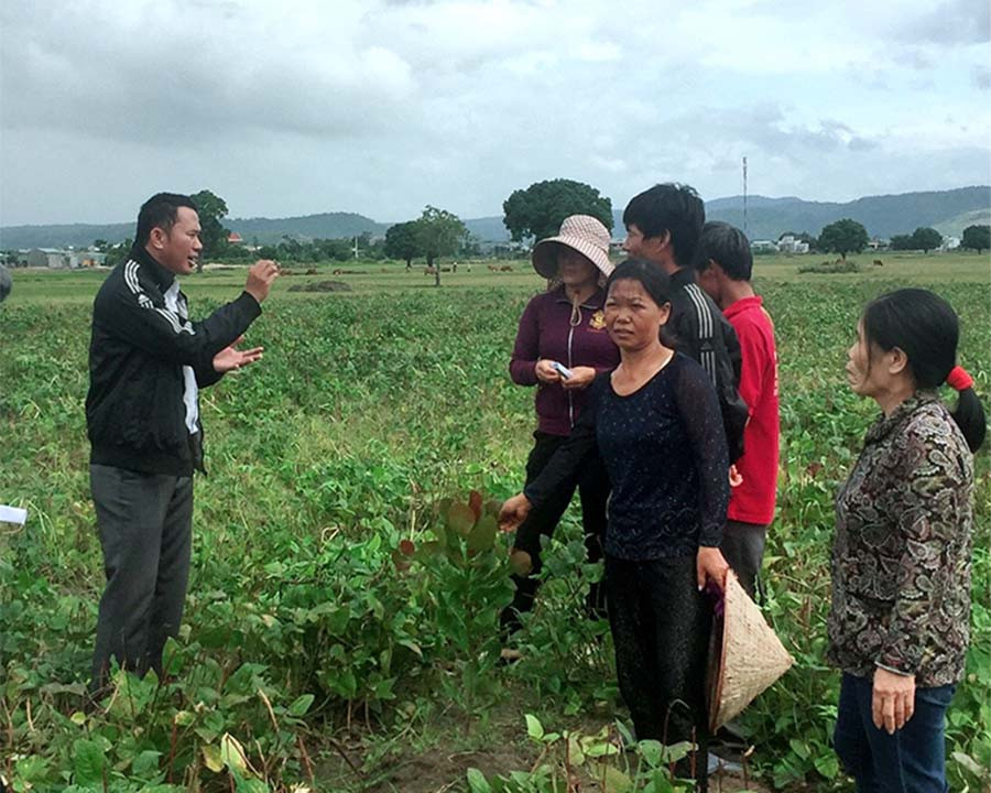  Cán bộ kỹ thuật hướng dẫn bà con cách tỉa cành giúp điều sinh trưởng và phát triển tốt. Ảnh: Hoàng Hiền