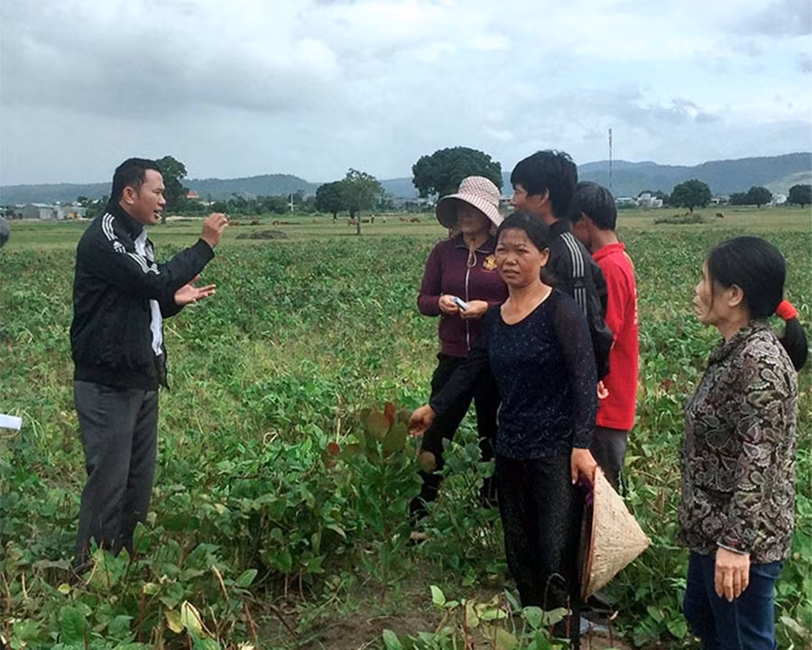  Cán bộ kỹ thuật hướng dẫn bà con cách tỉa cành giúp điều sinh trưởng và phát triển tốt. Ảnh: Hoàng Hiền