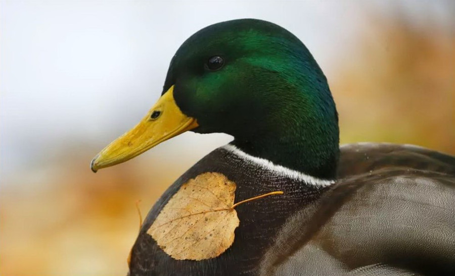 Một chiếc lá vàng rơi dính trên một con vịt ở công viên Ostafyevo, Moskava, ngày 28-10. (Nguồn: EPA)