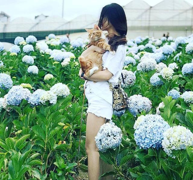 Loài hoa này có cánh chen chúc, kề nhau tạo thành từng chùm tròn. Cũng có du khách cho rằng, dạo bước giữa vườn hoa có cảm giác như đang sống trong câu chuyện Alice ở Xứ sở Thần tiên, đi giữa những đóa hoa khổng lồ trong khi cơ thể mình bị thu bé lại. Ảnh: domcat9 Loài hoa này có cánh chen chúc, kề nhau tạo thành từng chùm tròn. Cũng có du khách cho rằng, dạo bước giữa vườn hoa có cảm giác như đang sống trong câu chuyện Alice ở Xứ sở Thần tiên, đi giữa những đóa hoa khổng lồ trong khi cơ thể mình bị thu bé lại. Ảnh: domcat9