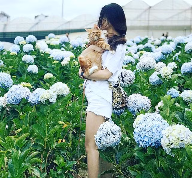 Loài hoa này có cánh chen chúc, kề nhau tạo thành từng chùm tròn. Cũng có du khách cho rằng, dạo bước giữa vườn hoa có cảm giác như đang sống trong câu chuyện Alice ở Xứ sở Thần tiên, đi giữa những đóa hoa khổng lồ trong khi cơ thể mình bị thu bé lại. Ảnh: domcat9