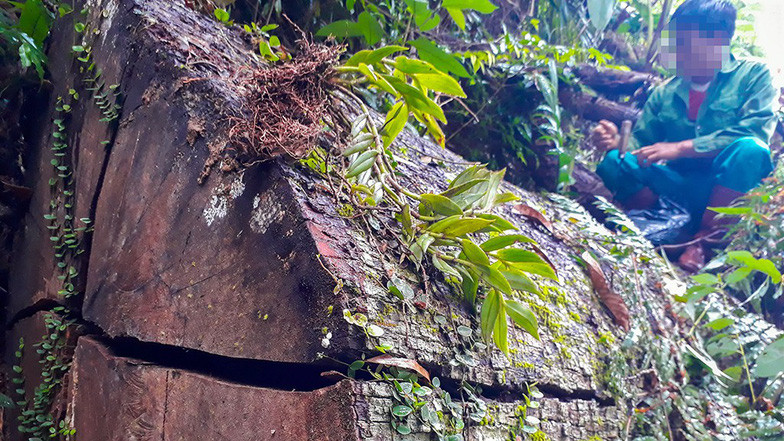 Một cây gỗ dổi cổ thụ bị cưa, bỏ lại giữa rừng phòng hộ. Một cây gỗ dổi cổ thụ bị cưa, bỏ lại giữa rừng phòng hộ.