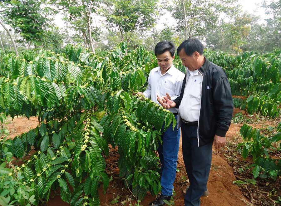  Hiện nay tỉnh Đak Lak có 29 đơn vị tham gia sản xuất cà phê có chứng nhận UTZ. Ảnh: Bá Thăng