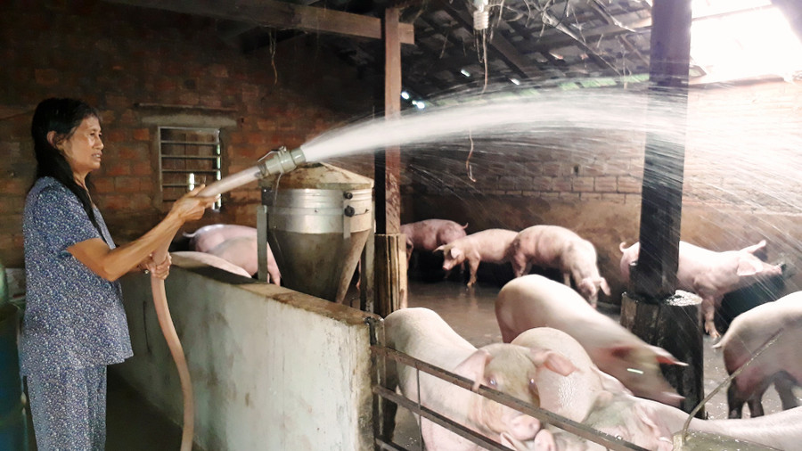 Bà Mai quyết tâm thoát nghèo từ việc nuôi heo. Ảnh: Mai Ka Bà Mai quyết tâm thoát nghèo từ việc nuôi heo. Ảnh: Mai Ka