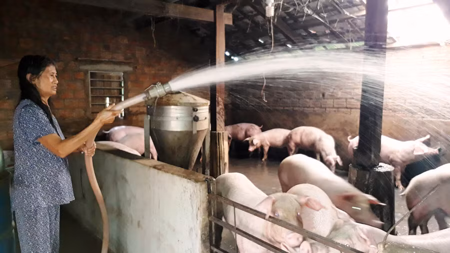 Bà Mai quyết tâm thoát nghèo từ việc nuôi heo. Ảnh: Mai Ka