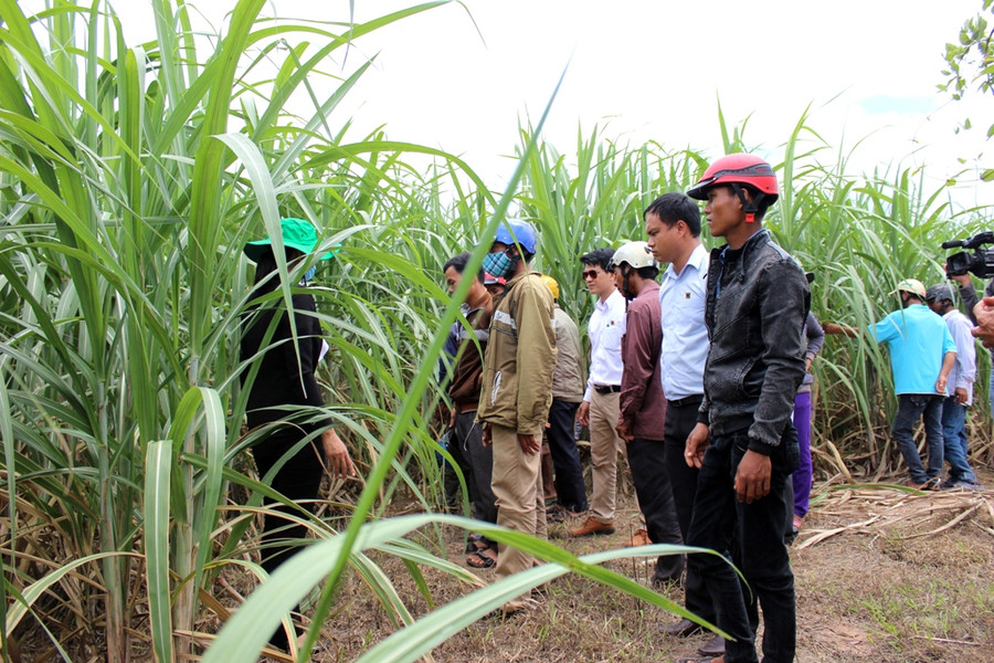 Lợi nhuận thu được từ cây mía tăng gấp nhiều lần so với diện tích lúa một vụ trước đây. Ảnh: Q.T
