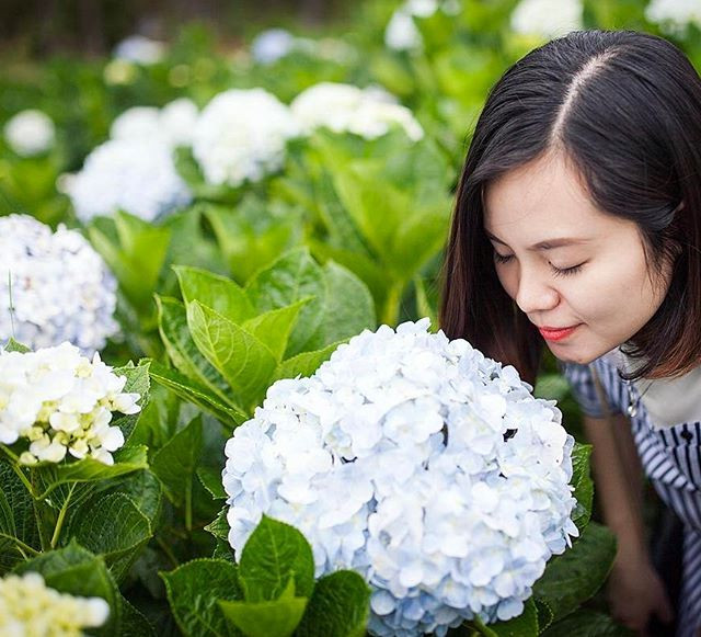 Cẩm tú cầu được người Pháp mang tới Đà Lạt trồng vì nơi đây có khí hậu và thổ nhưỡng phù hợp. Và quả thật, chỉ có ở thành phố sương mù này, người ta mới được chiêm ngưỡng những bông cẩm tú cầu đầy đặn và tròn trịa đến thế.Ảnh: nguyenhieutoan Cẩm tú cầu được người Pháp mang tới Đà Lạt trồng vì nơi đây có khí hậu và thổ nhưỡng phù hợp. Và quả thật, chỉ có ở thành phố sương mù này, người ta mới được chiêm ngưỡng những bông cẩm tú cầu đầy đặn và tròn trịa đến thế.Ảnh: nguyenhieutoan