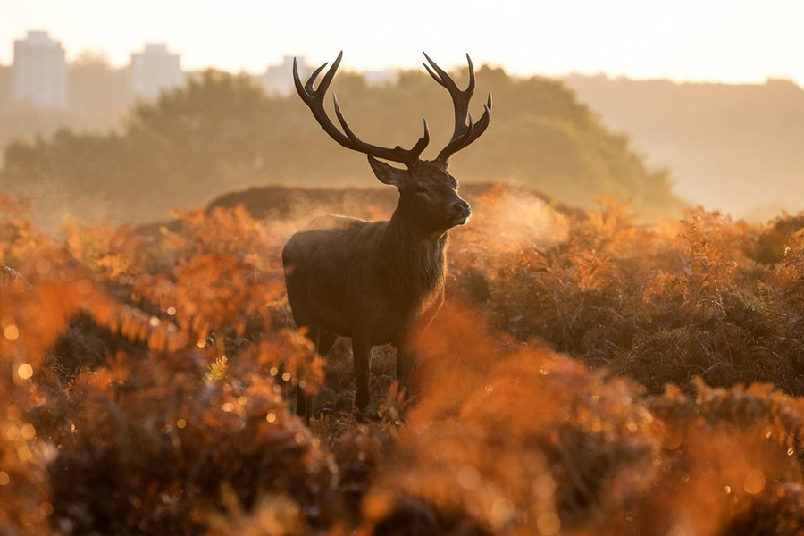  Một con hươu màu đỏ trong khu rừng lúc Mặt Trời mọc ở Richmond Park, London, ngày 27-10. (Nguồn: Getty Images)