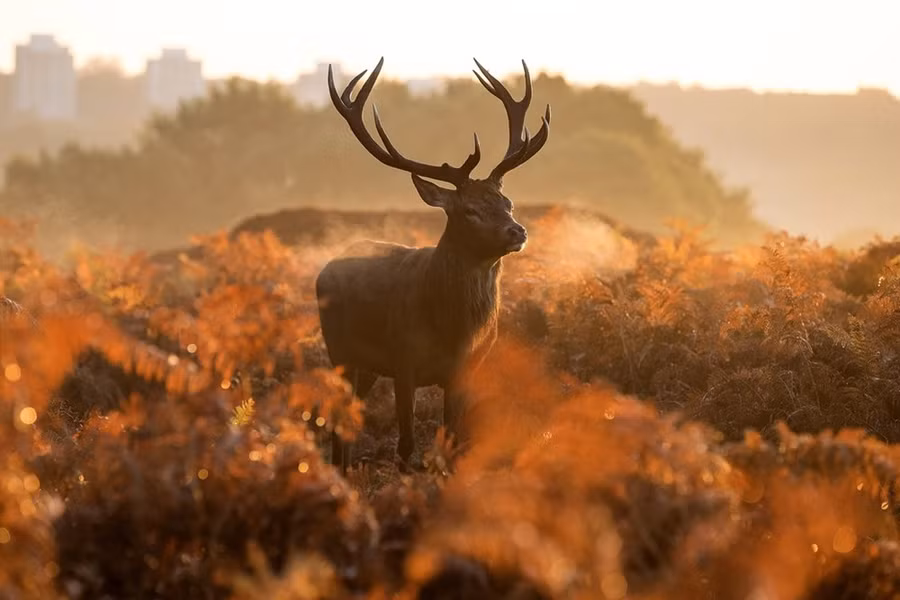  Một con hươu màu đỏ trong khu rừng lúc Mặt Trời mọc ở Richmond Park, London, ngày 27-10. (Nguồn: Getty Images)