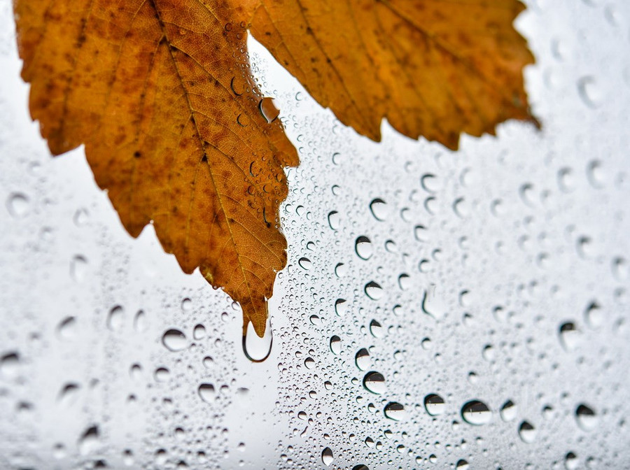  Một chiếc lá rơi dính trên kính chắn gió ôtô ở Sieversdorf, Đông Đức. (Nguồn: AFP)