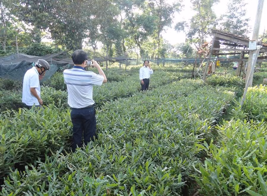  Hiện nay diện tích cây mắc ca chiếm khoảng khoảng 2.266 ha. Ảnh: Bá Thăng