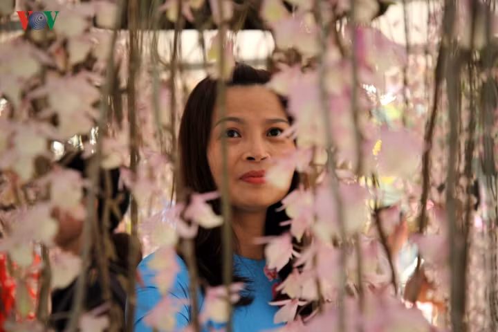 Ông Tống Thanh Hải, Phó Chủ tịch Thường trực UBND tỉnh Lai Châu cho biết, từ đầu năm đến nay địa phương thu hút khoảng 90 nghìn lượt du khách, trong đó có rất nhiều du khách đến để thưởng thức vẻ đẹp của hoa lan