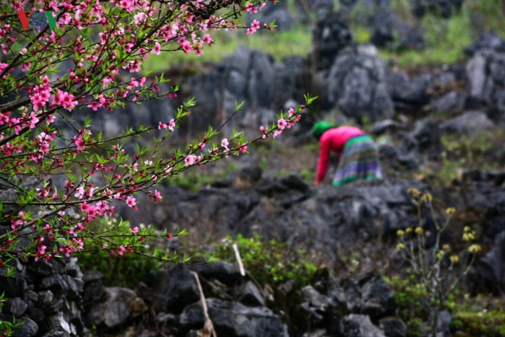 Cao nguyên cũng dễ cho người ta những giấc mơ, như thể ở trên cao thì dễ thăng hoa bay bổng. Cao nguyên cũng dễ cho người ta những giấc mơ, như thể ở trên cao thì dễ thăng hoa bay bổng.