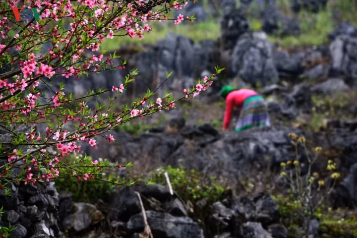 Cao nguyên cũng dễ cho người ta những giấc mơ, như thể ở trên cao thì dễ thăng hoa bay bổng.