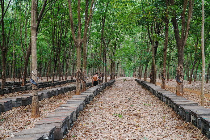 Cao su tại các nông trường ở huyện Ia Grai, tỉnh Gia Lai vào mùa thay lá cách đây gần một tháng. Trên đường dẫn vào thác Mơ, du khách sẽ bắt gặp hàng trăm chiếc thùng gỗ được người dân xếp đều tăm tắp như những hàng cao su cao vút. 