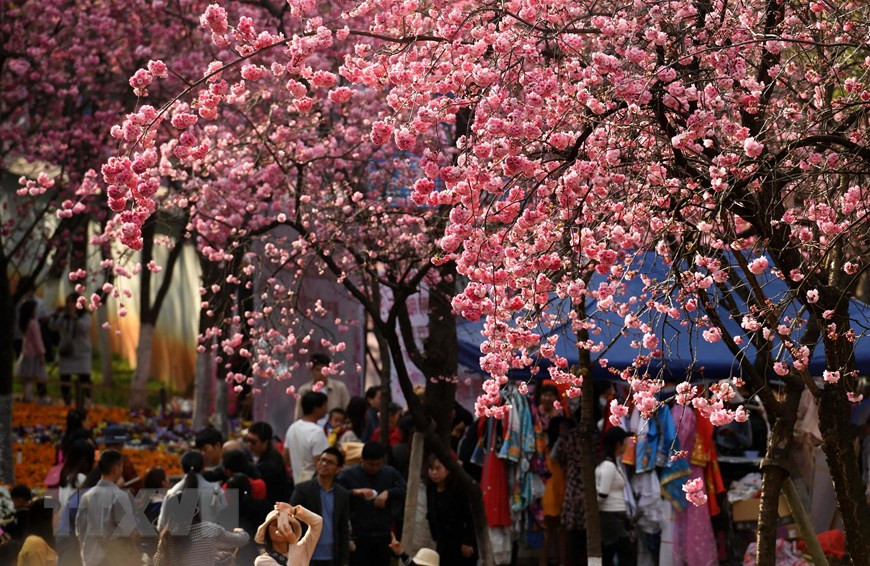  Du khách chiêm ngưỡng hoa anh đào nở rộ tại Côn Minh, tỉnh Vân Nam, Trung Quốc