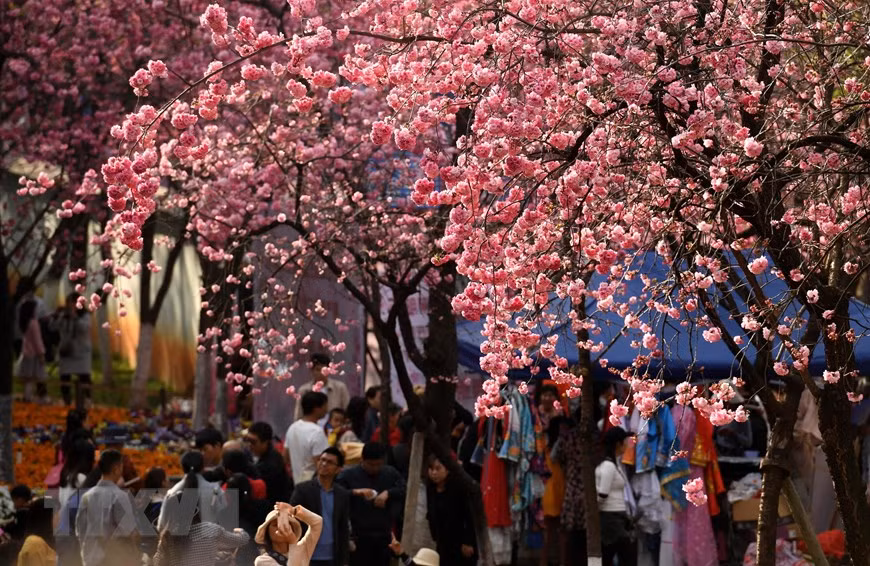  Du khách chiêm ngưỡng hoa anh đào nở rộ tại Côn Minh, tỉnh Vân Nam, Trung Quốc