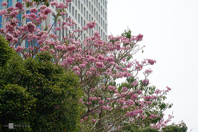  Cây còn được trồng tại một số con đường trung tâm như Võ Văn Kiệt, quận 1; Võ Thị Sáu, quận 3... Trong số này, hoa trồng trên đường Võ Thị Sáu chỉ khoảng chục cây nhưng thân to, cho hoa nhiều.