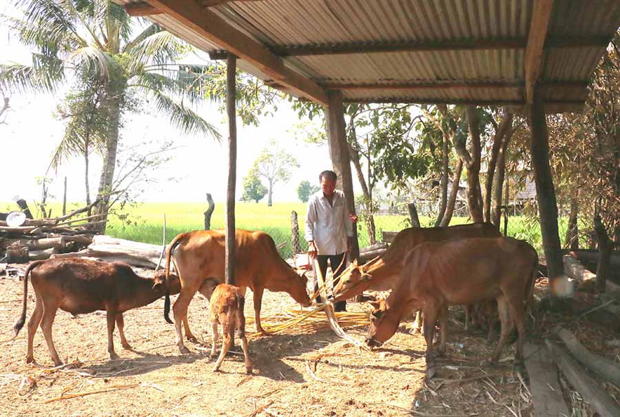  Ngoài trồng lúa nước, người dân làng Kte Lớn A còn nuôi bò để nâng cao thu nhập. Ảnh: N.H