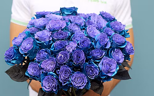 Hồng phủ 2 màu xanh tím Lazurite nhập từ Hà Lan khá đắt khách dịp 8/3. Ảnh: Flowerbox.