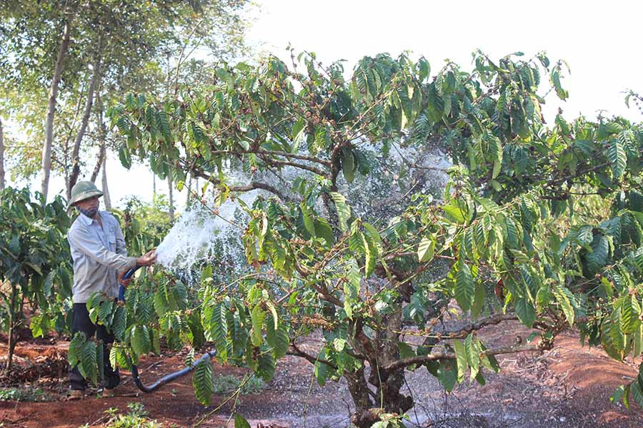  Nông dân huyện Chư Pah tưới nước cho cây cà phê. Ảnh: N.D