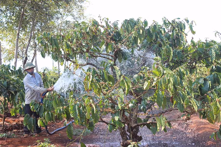 Nông dân huyện Chư Pah tưới nước cho cây cà phê. Ảnh: N.D