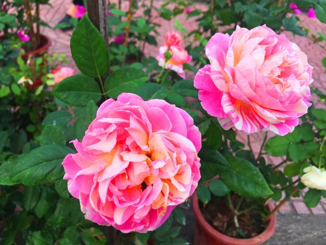  Hoa hồng khoe sắc rực rỡ bên những tuyến phố ở TP. Đồng Hới (tỉnh Quảng Bình). Ảnh: AT