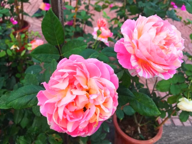  Hoa hồng khoe sắc rực rỡ bên những tuyến phố ở TP. Đồng Hới (tỉnh Quảng Bình). Ảnh: AT