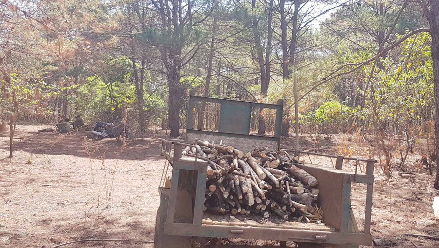 Người dân mang xe công nông vào tận rừng lấy củi thông bị chết về làm chất đốt. Ảnh: Trần Hiếu