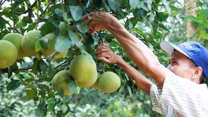 Gia Lai là tỉnh có điều kiện thổ nhưỡng và khí hậu phù hợp để trồng nhiều giống cây ăn quả, từ cây nhiệt đới đến một số giống cây ôn đới. (ảnh internet)