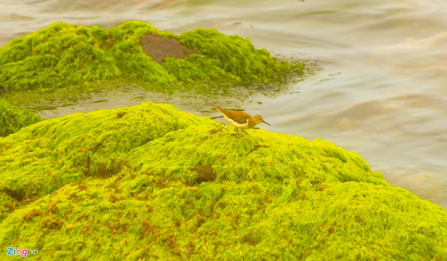 Sau những ngày biển động, đông lạnh giá, mùa rêu ở miền biển đảo Quảng Ngãi kéo dài từ tháng giêng đến tháng 3 Âm lịch. Tiết trời nắng ấm, những bãi đá, vách đá trầm tích núi lửa mọc rêu xanh khắp nơi.