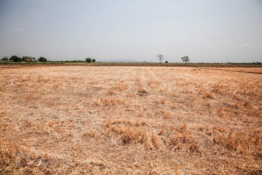 Trên khắp địa bàn Đắk Lắk, đâu đâu cũng chỉ một màu khô hạn và nắng cháy oi nồng
