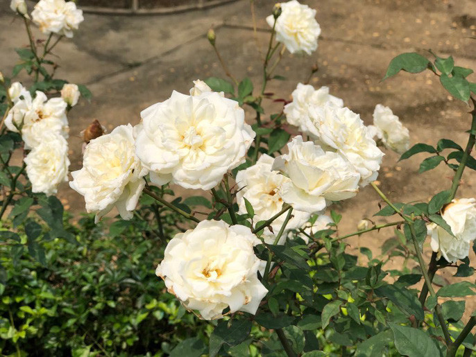 Khu vườn vừa nhận kỷ lục vườn hồng lớn nhất Việt Nam chiều 3-3