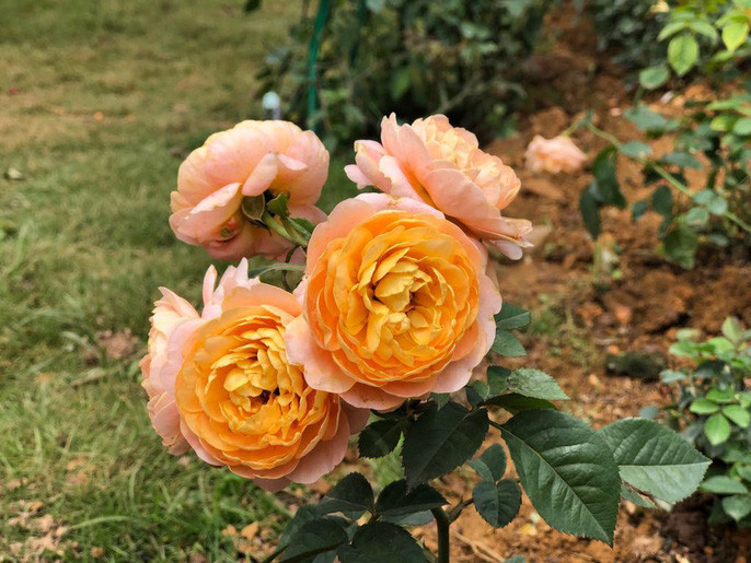 150 giống hoa hồng đã được chăm sóc tại vườn hồng