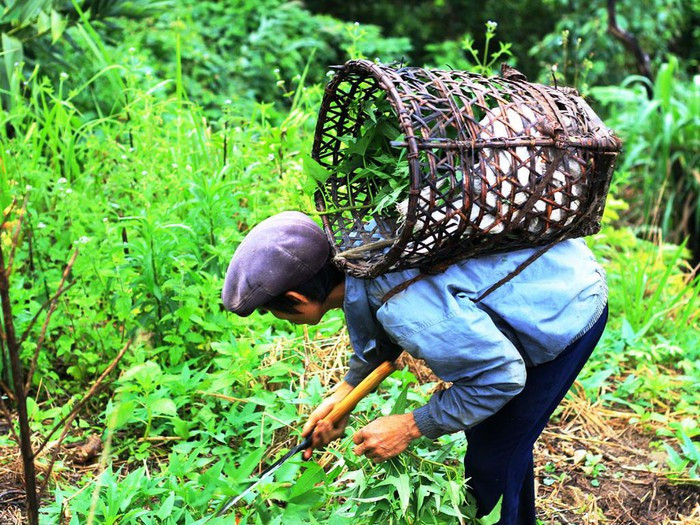 “Người rừng” Hồ Văn Lang mang gùi đi hái rau củ rừng trên rẫy - Ảnh: Trác Rin