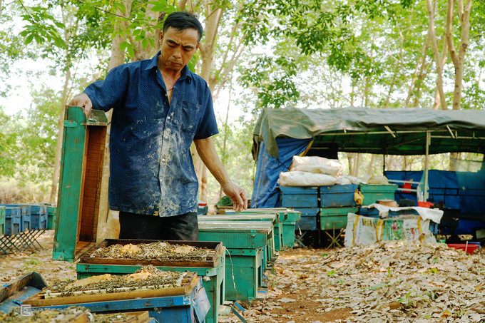 Ông Giang hiện 46 tuổi. Cách đây hơn 9 năm, ông bắt đầu nghề nuôi ong tại một nông trường cao su ở Ia Krai, huyện Ia Grai. Theo ông, cuộc sống của người làm nghề nuôi ong không khác gì "những kẻ du mục". "Cứ dăm ba tháng, tôi hay những người nuôi ong lại phải 'dời nhà' một lần. Hoa ở đâu thì chúng tôi phải mang ong đến ở chỗ đấy để ong dễ dàng lấy mật.", ông nói. Lán, nơi chủ trại ở, được dựng lên sát các thùng nuôi.  Ông Giang hiện 46 tuổi. Cách đây hơn 9 năm, ông bắt đầu nghề nuôi ong tại một nông trường cao su ở Ia Krai, huyện Ia Grai. Theo ông, cuộc sống của người làm nghề nuôi ong không khác gì