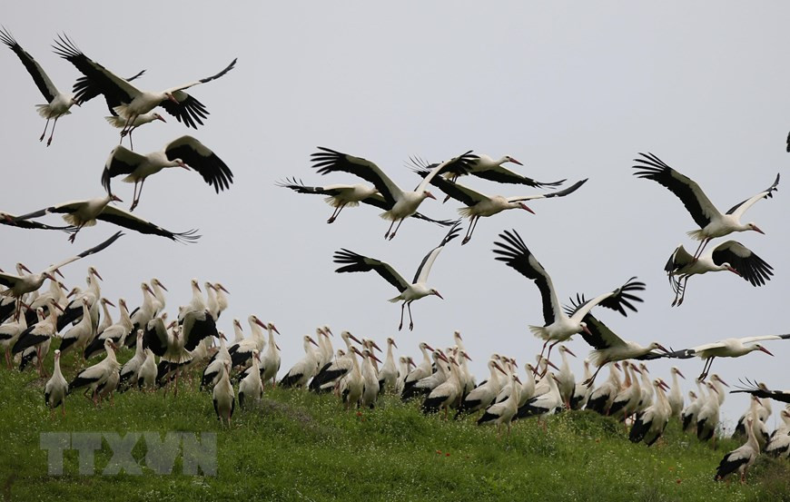  Hạc trắng chơi đùa trên đồng cỏ tại làng Ajja gần thành phố Bờ Tây Jenin trong chuyến di cư mùa Xuân từ châu Phi tới Levant ( Levant mô tả một khu vực rộng lớn ở phía Đông Địa Trung Hải ).