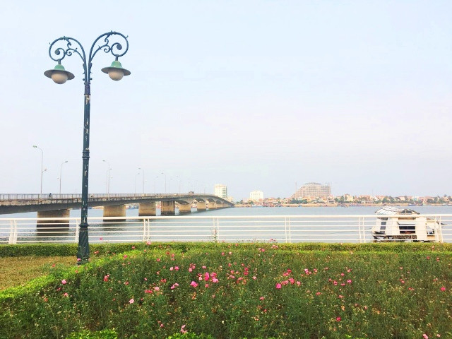  Hoa hồng nở bên dòng sông Nhật Lệ. Ảnh: AT