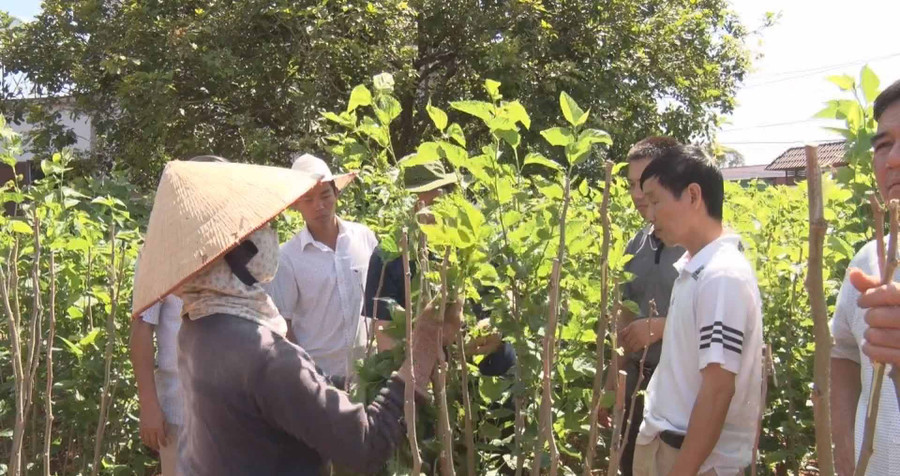 Tham quan vườn dâu. Ảnh: Minh Ngân