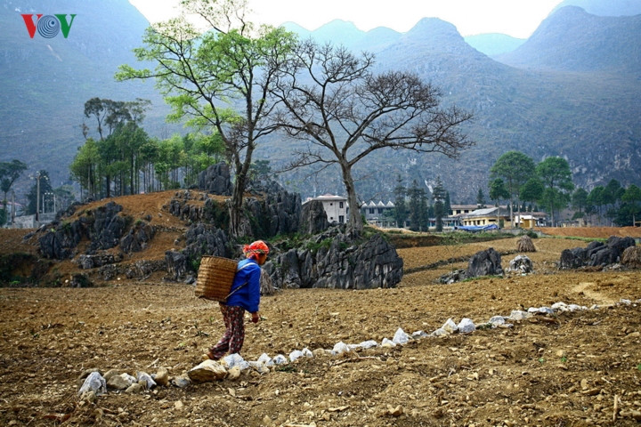 Cuộc sống của khoảng 250.000 con người thuộc 17 dân tộc nơi đây (mà 70% là người Mông) là cuộc sinh tồn với đá, với địa hình hiểm trở, khí hậu khắc nghiệt.  Cuộc sống của khoảng 250.000 con người thuộc 17 dân tộc nơi đây (mà 70% là người Mông) là cuộc sinh tồn với đá, với địa hình hiểm trở, khí hậu khắc nghiệt.