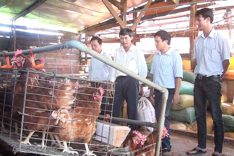  Mô hình nuôi gà của gia đình anh Nguyễn Thế Nhân (thôn 6, xã Ia Blang). Ảnh: N.S