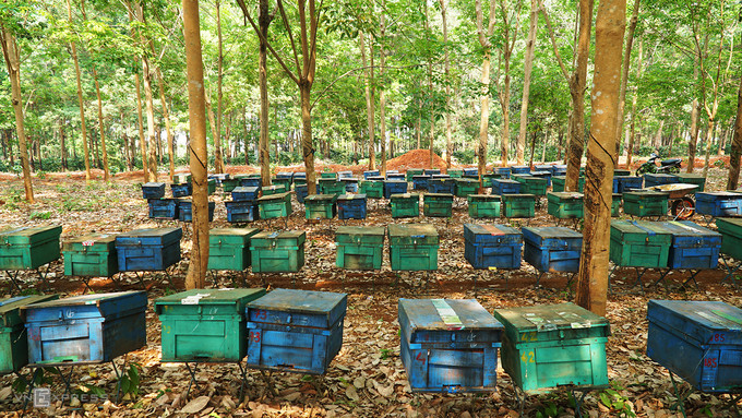 Những tổ ong được di chuyển trong đêm. Trại ong của ông Giang hiện có 300 thùng, đặt ở giữa một rừng cao su. Như nhiều nơi khác ở Tây Nguyên, ong tại trại này thuộc giống ong Ý. Đây là loài cho sản lượng mật cao. Tuỳ theo từng mùa mà thời gian khai thác mật ong sẽ thay đổi. "Ong mạnh thì chăm khoảng 8 ngày là có thể thu hoạch, nhưng cũng có đàn mất 15 ngày mới có thể lấy mật". Những tổ ong được di chuyển trong đêm. Trại ong của ông Giang hiện có 300 thùng, đặt ở giữa một rừng cao su. Như nhiều nơi khác ở Tây Nguyên, ong tại trại này thuộc giống ong Ý. Đây là loài cho sản lượng mật cao. Tuỳ theo từng mùa mà thời gian khai thác mật ong sẽ thay đổi.