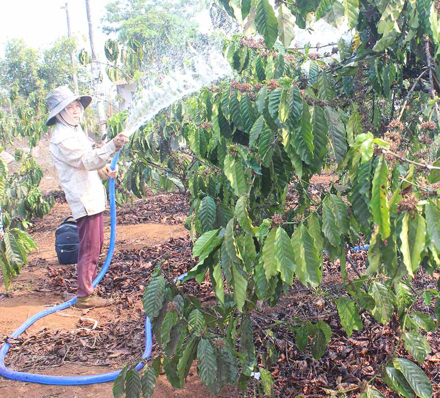  Chị Phạm Thị Đào (xã Ia Sao, huyện Ia Grai) tưới nước cho vườn cà phê của gia đình. Ảnh: N.H