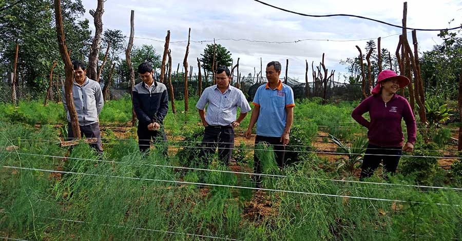  Vợ chồng anh Đỗ Văn Thiện (bìa phải) chia sẻ về cách chăm sóc măng tây. Ảnh: L.T