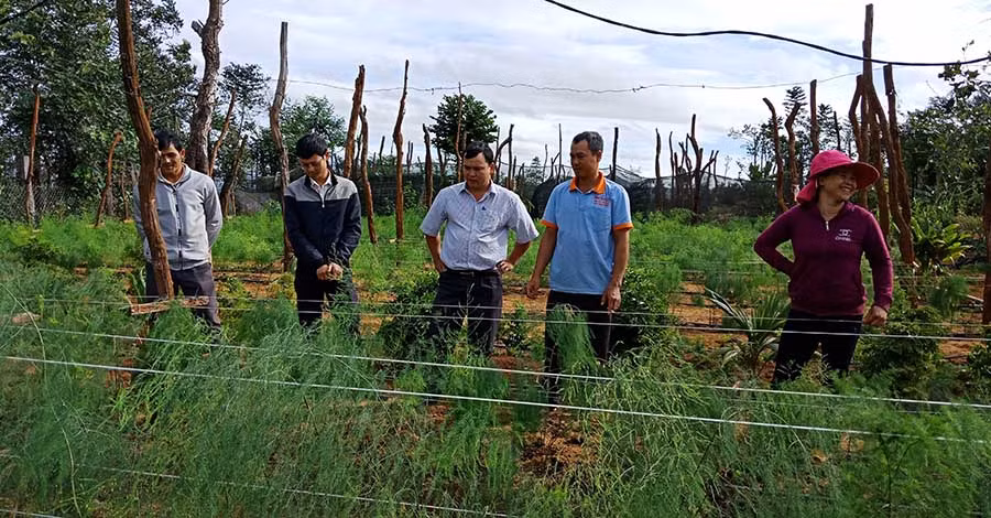  Vợ chồng anh Đỗ Văn Thiện (bìa phải) chia sẻ về cách chăm sóc măng tây. Ảnh: L.T