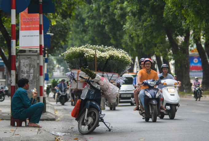 Nếu chỉ cần mua một bó cúc họa mi về cắm trong nhà hay bàn làm việc, bạn có thể dễ dàng tìm thấy loài hoa này trên khắp phố phường Hà Nội. Địa điểm nhiều xe hoa nhất nằm trên phố Giảng Võ, đoạn ngã ba giao với phố Trần Huy Liệu. Các tiểu thương đã tập trung ở đoạn đường này nhiều năm nay, trong khoảng từ 9h đến 20h.