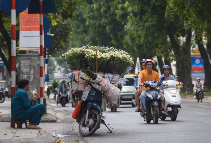 Nếu chỉ cần mua một bó cúc họa mi về cắm trong nhà hay bàn làm việc, bạn có thể dễ dàng tìm thấy loài hoa này trên khắp phố phường Hà Nội. Địa điểm nhiều xe hoa nhất nằm trên phố Giảng Võ, đoạn ngã ba giao với phố Trần Huy Liệu. Các tiểu thương đã tập trung ở đoạn đường này nhiều năm nay, trong khoảng từ 9h đến 20h.