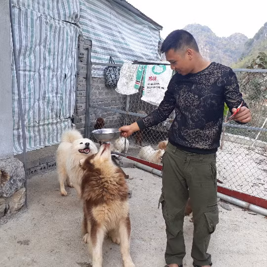  Trại chó của Huy hiện lên đến hớn 50 con chó cảnh bố mẹ.