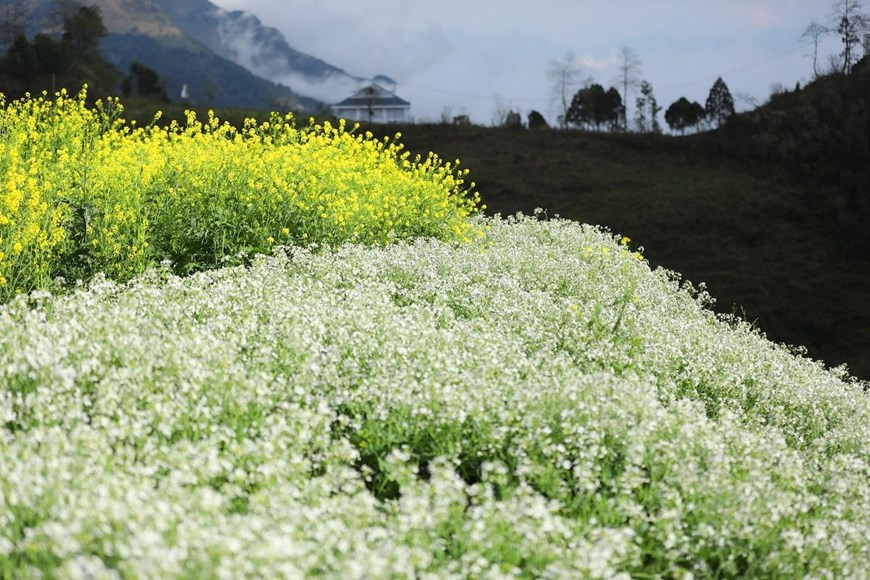  Không chỉ thỏa sức chiêm ngưỡng vườn đào lớn nhất Sa Pa này, du khách đến Sun World Fansipan Legend những ngày này còn no con mắt ngắm những triền hoa cải mèo đẹp như mơ hay lạc bước giữa cánh đồng cải trắng mênh mông, trải dài ngút tầm mắt. (Ảnh: CTV)